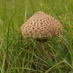 Olsinska Stodola * Český Krumlov