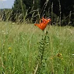 Apartman Olsinska Stodola *