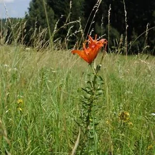 Apartamento Olšinská Stodola *