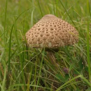 Olsinska Stodola * Cesky Krumlov